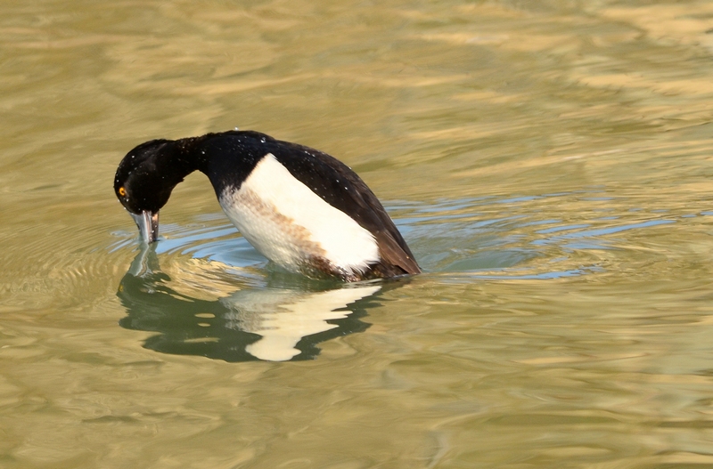 un tuffo